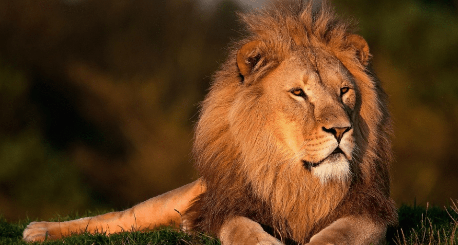 Attitude Powerful Lion Quotes